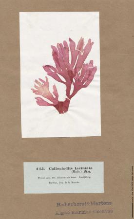 Callophyllis laciniata_145.jpg